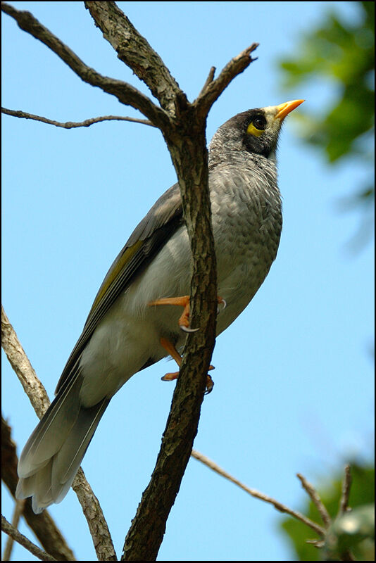 Noisy Mineradult