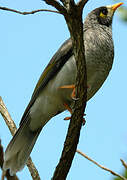 Noisy Miner