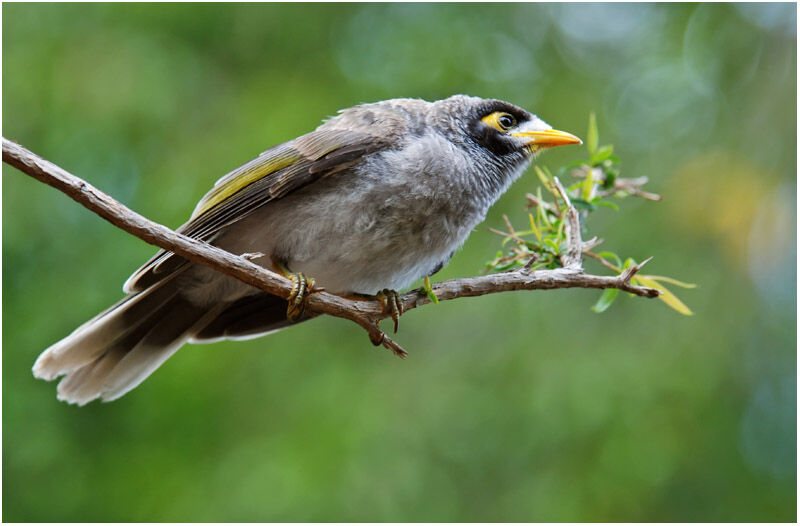 Noisy Mineradult