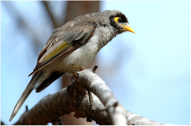 Noisy Mineradult