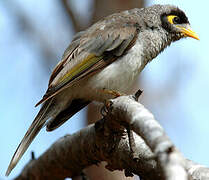 Noisy Miner