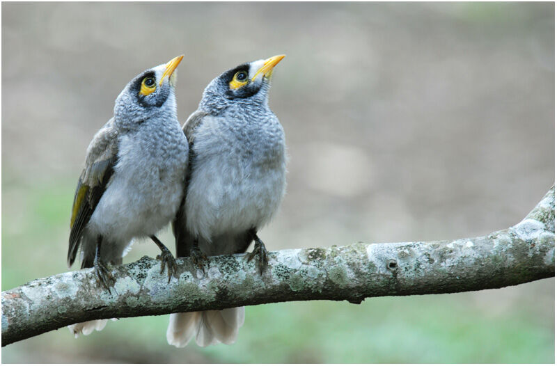 Noisy Minerimmature