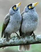 Noisy Miner