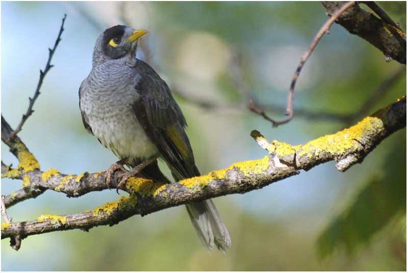 Noisy Mineradult