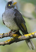 Noisy Miner