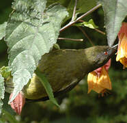 New Zealand Bellbird