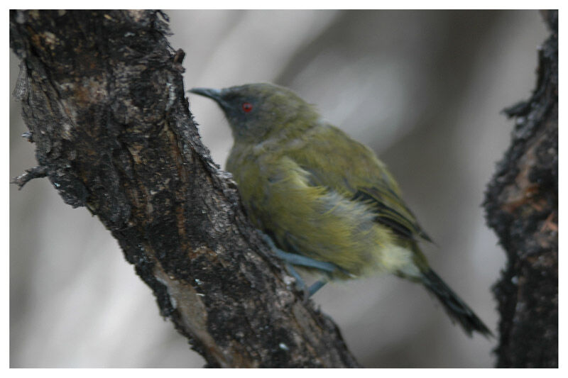 New Zealand Bellbirdadult