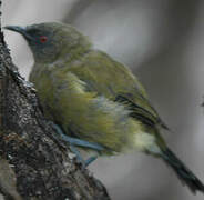 New Zealand Bellbird