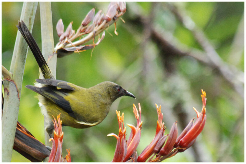 New Zealand Bellbirdadult