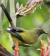 New Zealand Bellbird