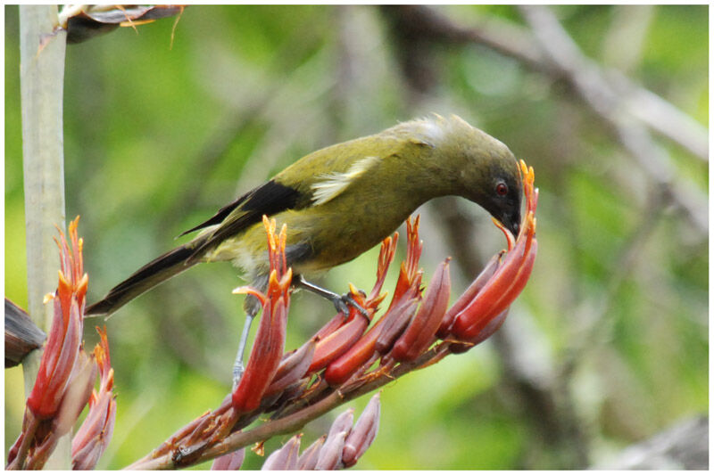 New Zealand Bellbirdadult