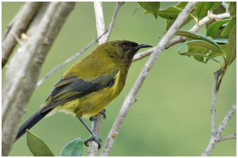 New Zealand Bellbird female adult, identification