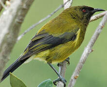 New Zealand Bellbird