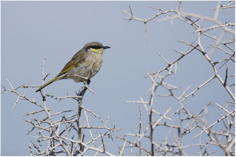 Singing Honeyeateradult