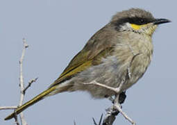 Singing Honeyeater