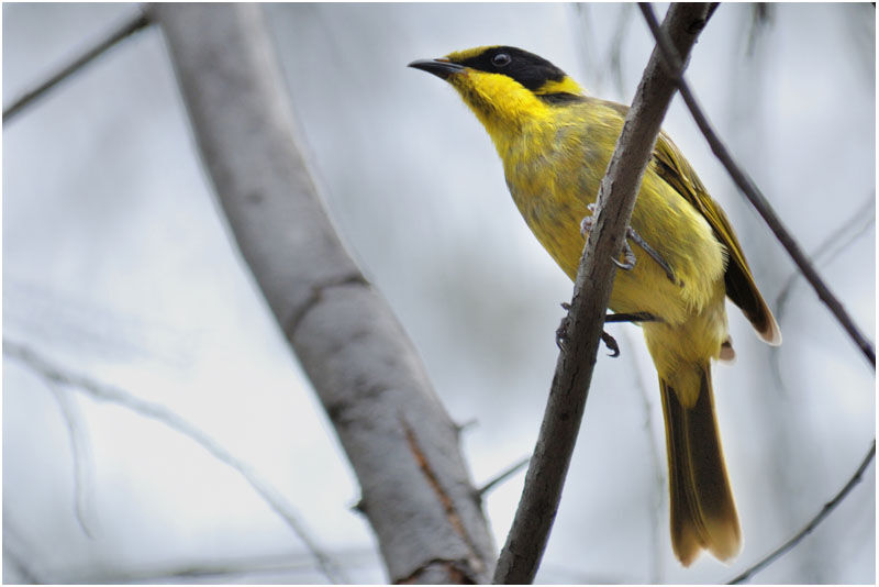 Yellow-tufted Honeyeateradult