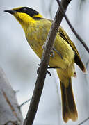 Yellow-tufted Honeyeater