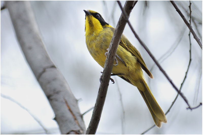 Yellow-tufted Honeyeateradult