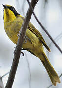 Yellow-tufted Honeyeater