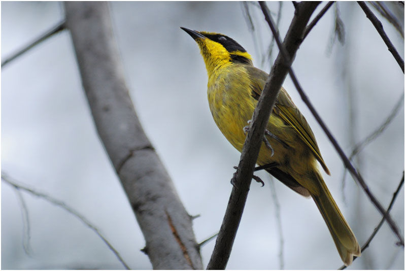 Yellow-tufted Honeyeateradult