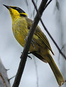 Yellow-tufted Honeyeater