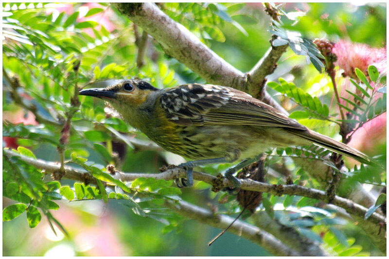 Macleay's Honeyeateradult