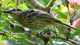 Macleay's Honeyeater