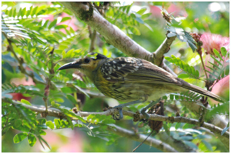 Macleay's Honeyeateradult