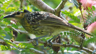 Macleay's Honeyeater