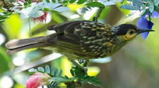 Macleay's Honeyeater