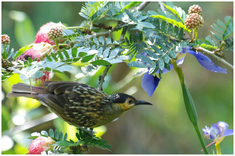 Macleay's Honeyeateradult