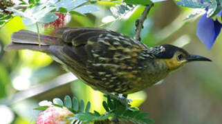 Macleay's Honeyeater