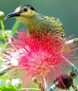 Macleay's Honeyeater