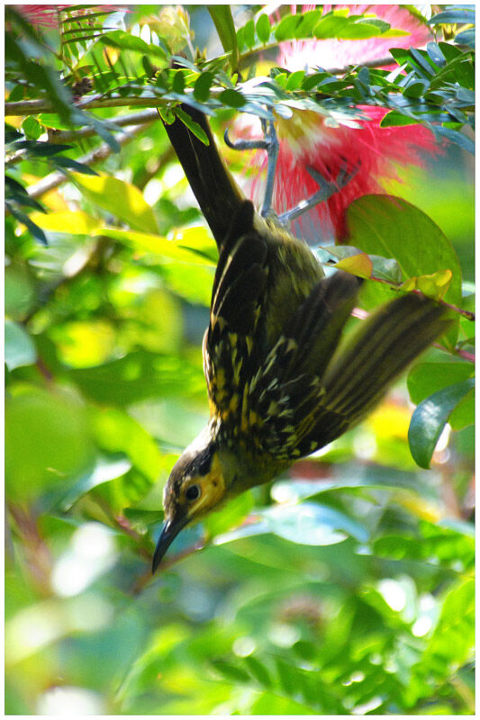 Macleay's Honeyeateradult