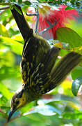 Macleay's Honeyeater