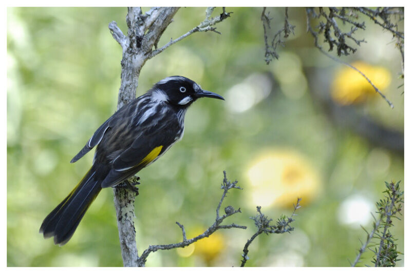 New Holland Honeyeateradult