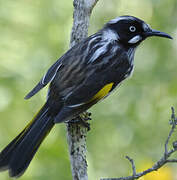 New Holland Honeyeater