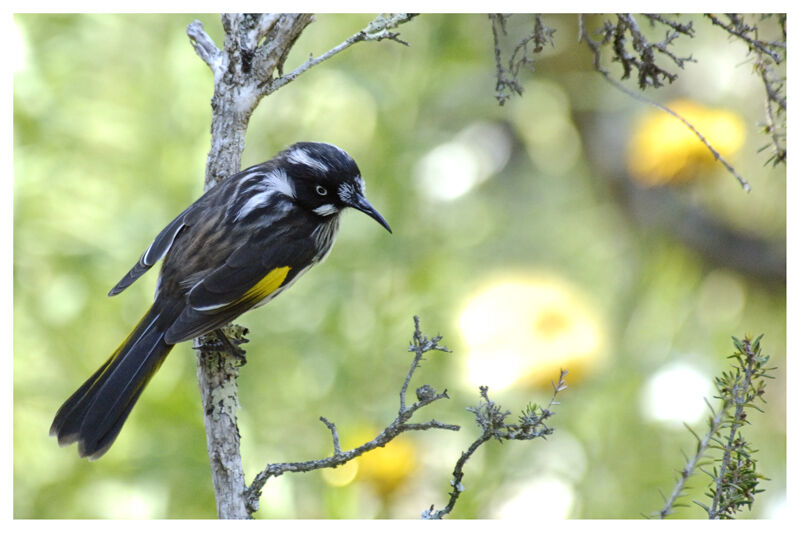 New Holland Honeyeater