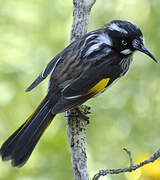 New Holland Honeyeater