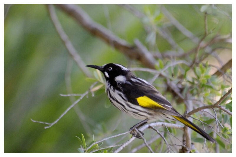 New Holland Honeyeateradult