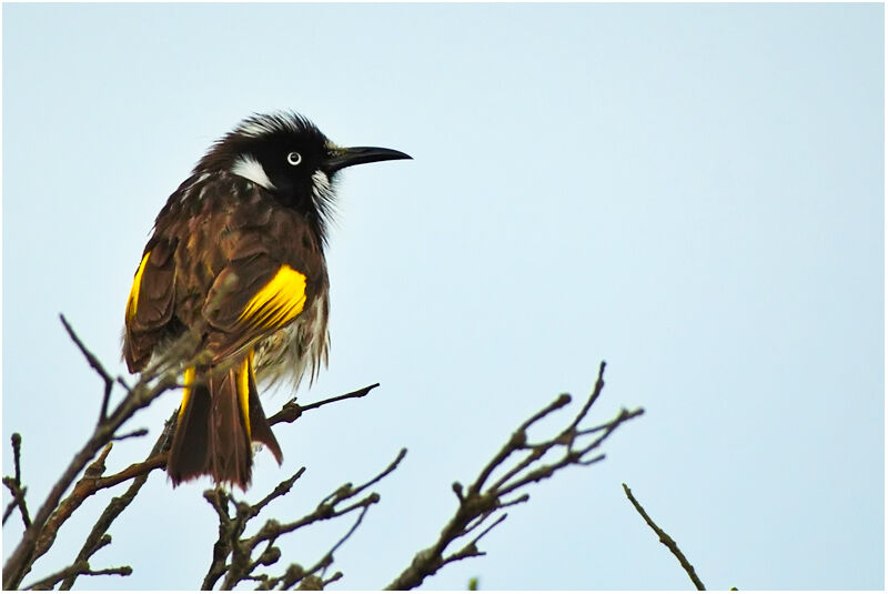 New Holland Honeyeateradult