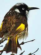 New Holland Honeyeater