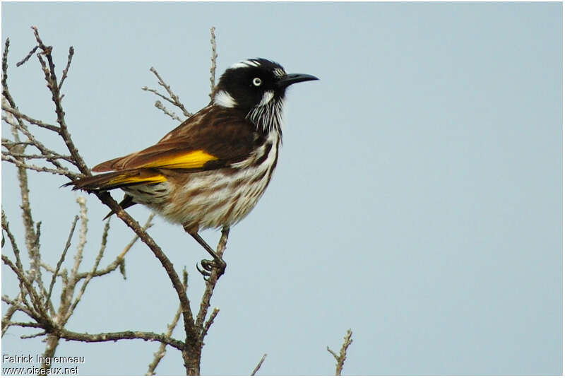 New Holland Honeyeateradult, identification