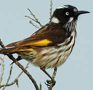 New Holland Honeyeater