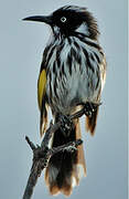 New Holland Honeyeater