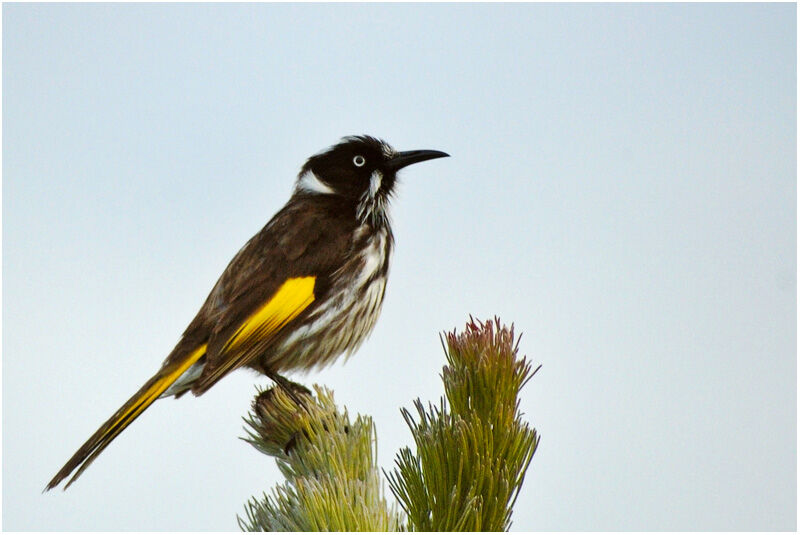 New Holland Honeyeateradult