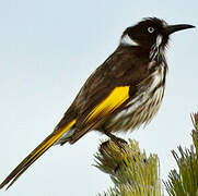 New Holland Honeyeater