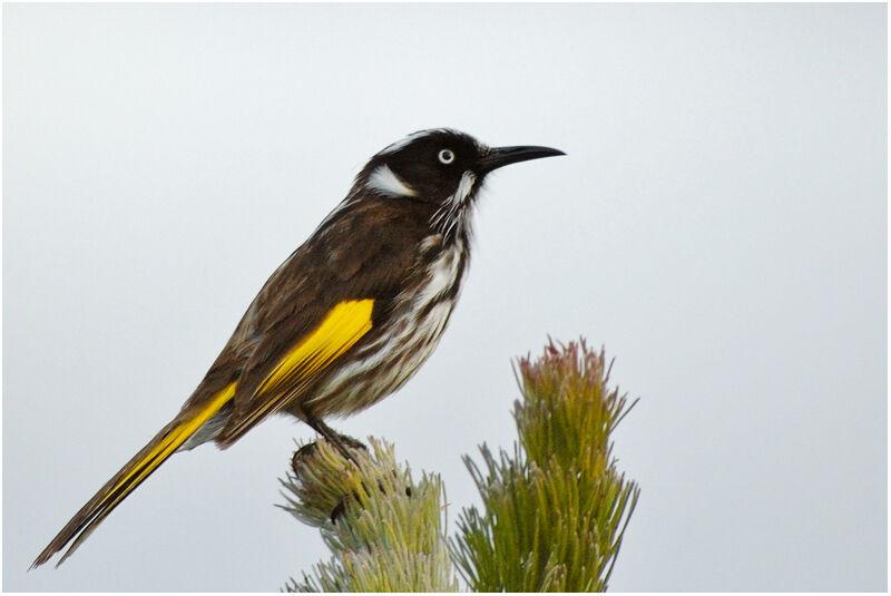 New Holland Honeyeateradult