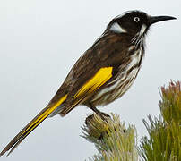 New Holland Honeyeater