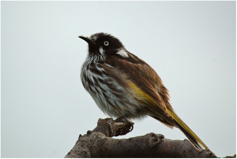 New Holland Honeyeateradult